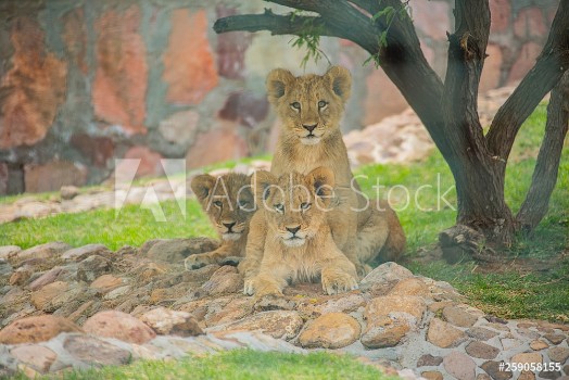 Picture of lions zoo3